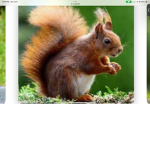 SQUIRREL KING’S AND QUEEN’S ONLY