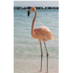The Flamingo appreciation group!