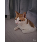 코딱지 그룹