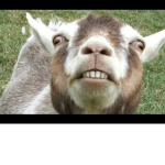 Goatysquad