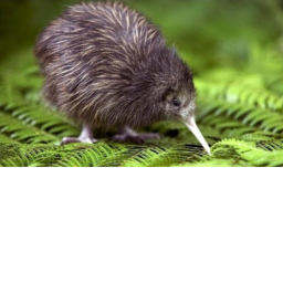 kiwi kingdom test