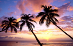 Pretty Palm
