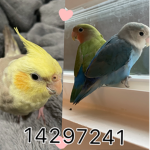 Your cubby bird