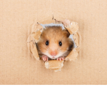 The Hamster Group!!!!!