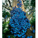 kindness Butterflys!