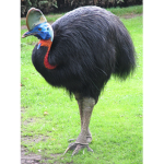 The cassowary group!
