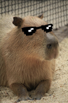 Big Capybara’s