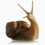 the snail sniffers