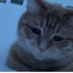 leslierobux