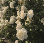 ~the2flowers~