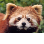 Protect The Red Pandas