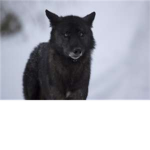 Black wolves of the south