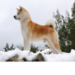 Akita Funs