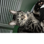 I pay you now