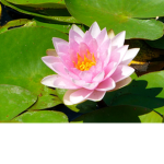 Lily-pads
