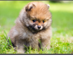 Puppy group :) :)