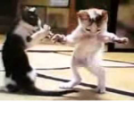 #The world of the meow
