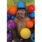Aesthetic group (giveaways)
