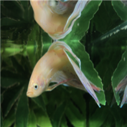 My Real fighting fish Roblox decal