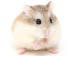 Hamster Gang!