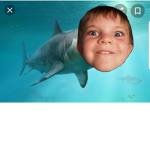 The Cool sharks