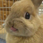 Bunny Land :3