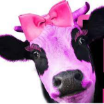 The colourful Cow's! >:)