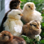 Chicken Egg Family