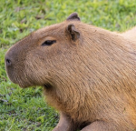 a chill capybara