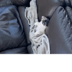 Sleepy peppers
