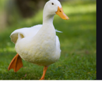 Duck oeoeoeo