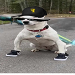 เท่เกียน | Cool Dog