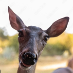 Greater Deer