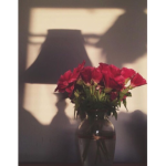 Beautiful Aesthetic Roses