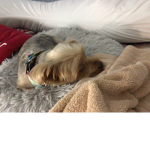 Miles isthecutest doggy:)