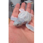 # Turtles
