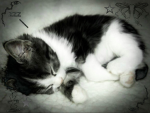 kItKaTsSsSlOvE