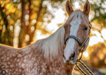 Maple Stables academy