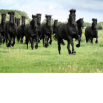 *~EqUeStRiAnS~*