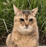 Baby Kittystar