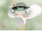 LUVS_frogs