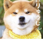 Shiba group we like shiba inu