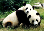panda protectors!