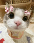 Liee_piee