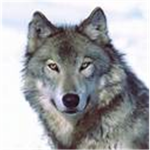 shining wolf