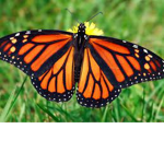 Butter Fly Group Corp.