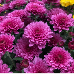 chrysanthemum  //  WIP!