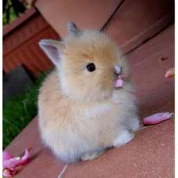 Bunny hang out!