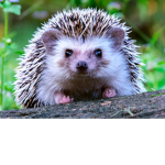 hedgehogs group from shira the queen