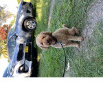 My dog chilli